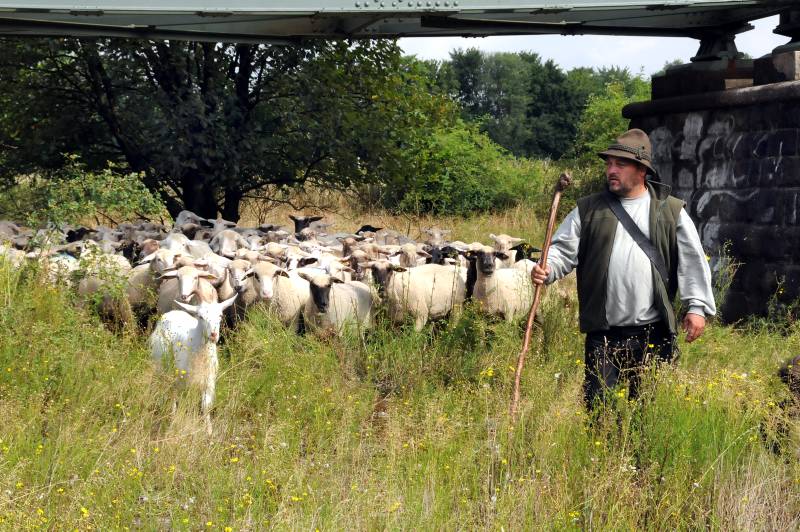 Von Weidefläche zu Weidefläche zieht Schäfermeister Thomas Golz mit seiern rund 400-köpfigen Herde.